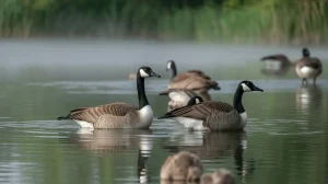 Canada geese gliding across the calm morning water at the family lake home of the Powers family on Eagle Springs Lake, Wisconsin, during Bill Powers’ day of respite